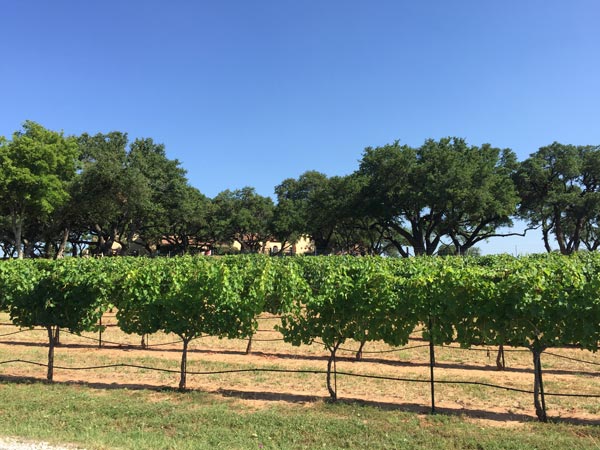 Winery in Fredericksburg, TX
