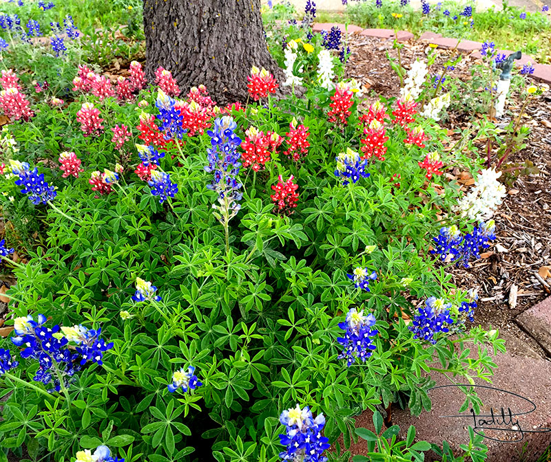 Red White and Bluebonnets in Texas, USA