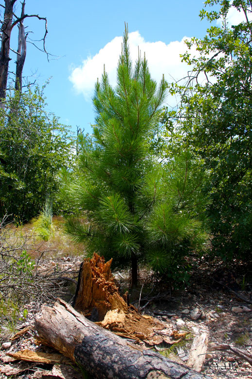 Small loblolly pine growing in Bastrop State Park