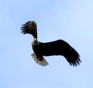 Eagle over Lake Conroe